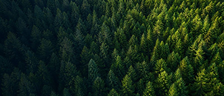 TREES SAVED